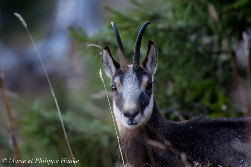 Chamois 5805_wm.jpg - Chamois (Creux du Van, Neuchâtel, Suisse, octobre 2008)